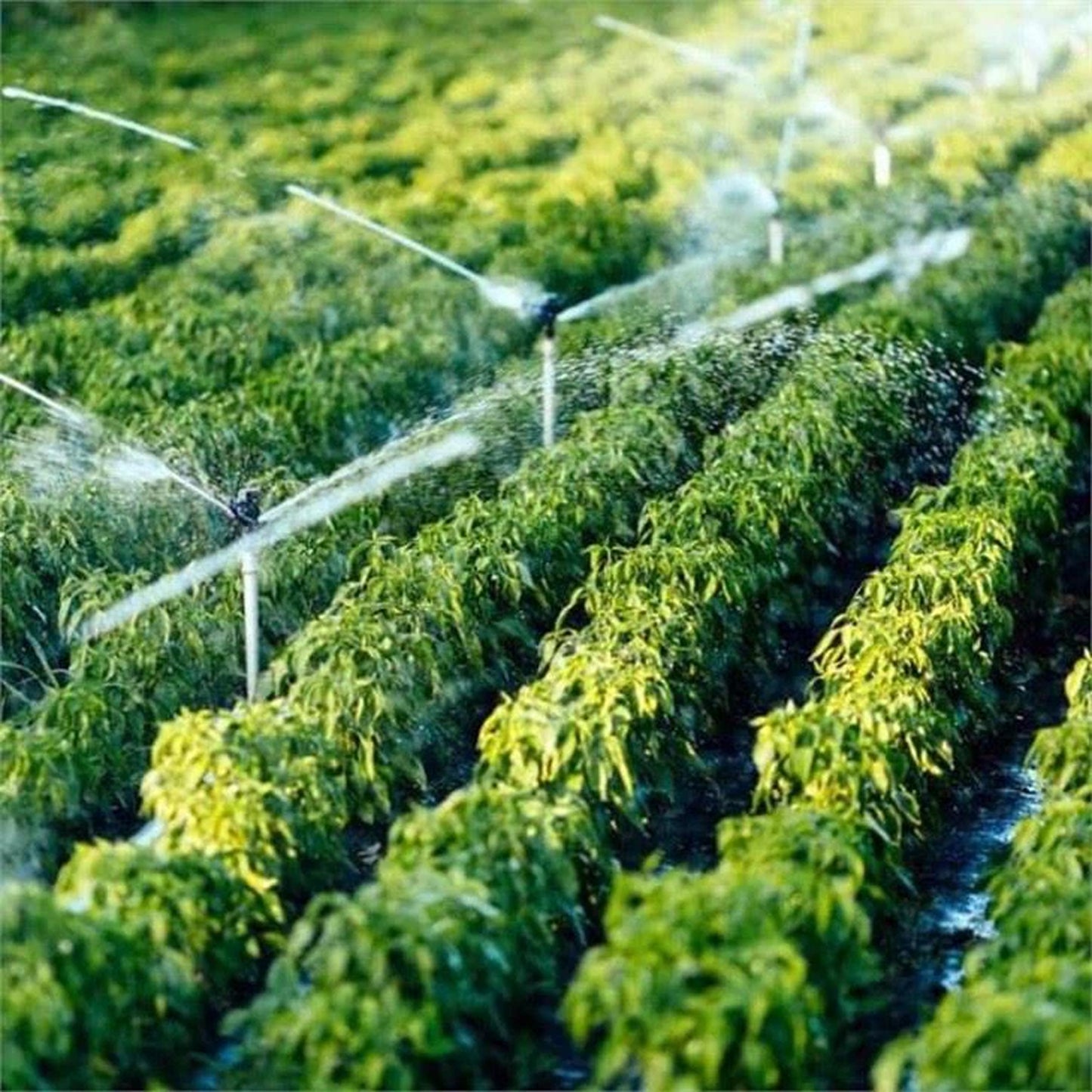 Système d'Irrigation Goutte à Goutte Automatique